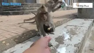 The baby monkey was kidnapped by a wicked monkey; does the baby monkey still have its mother?