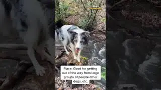 How to Train Your Dog To Hike Off-Leash | Pet Pointers