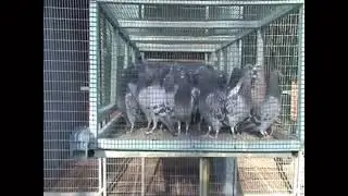 ヒナ鳩の馴致と餌の与え方