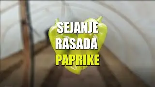 Sejanje Rasada Paprike