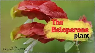 Beloperone (Shrimp Plant) Care Tips: A Complete Guide