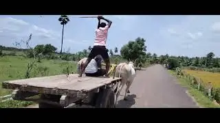 Amari ramesh kattankinda cherlopalem bulls at Narukur bull race 