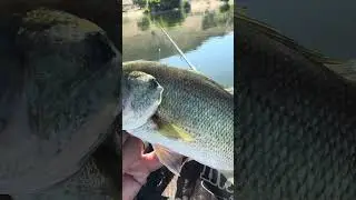That Bass bite is 🔥🔥🔥 kern River and lake Isabella is healthy #kernriver #bassfishing #fishing