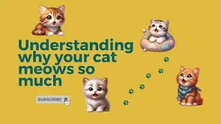 Decoding meows : Understanding why your cat meows so much