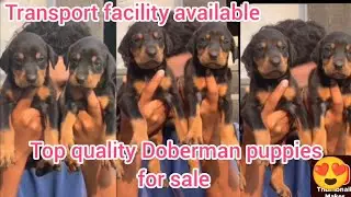 Doberman puppies for sale/7680904157/hyderabad/dog market in hyderabad 