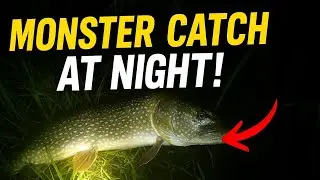 A giant snake catch a fish #viral #fishing #fish !