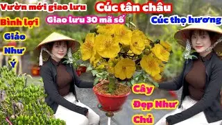 20-1☎️0389346120 gặp Linh🌲Vườn Mới giao lưu mai Tết -Bình Lợi-Giảo Như Ý-Cúc Thọ Hương-Tân Châu🌲