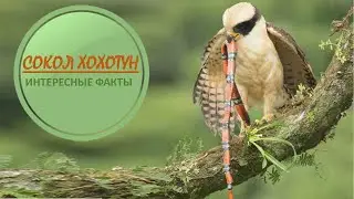СОКОЛ ХОХОТУН🦅/Смеющийся сокол🤬