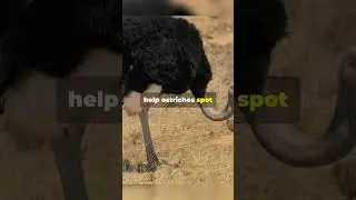 An Ostrich&rsquo;s Eye Is Larger Than Its Brain! #facts #wildanimalfacts #wildlife #ostrich #funfacts