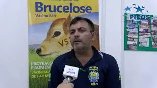 A FORMA DE APLICA&Ccedil;&Atilde;O DA VACINA CONTRA A BRUCELOSE