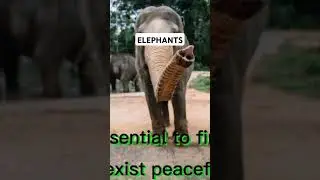 Elephants are amazing.  #wildlife #zoo #animals
