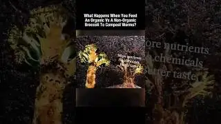 What Happens When You Feed Organic VS. Non-organic broccoli To Compost Worms