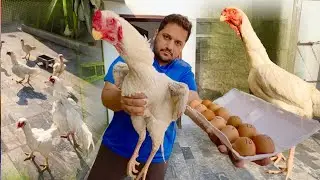 White Shamo k Egg 120000 Rupaye Darjan🤑 How to Start White Shamo Farming At Home, Hsn Entertainment