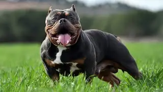 Breed-Specific Health Certifications: Impact on Popularity?-Can They Help?