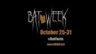 Bat Week NDOW Bat Fact - Bats are insectivorous