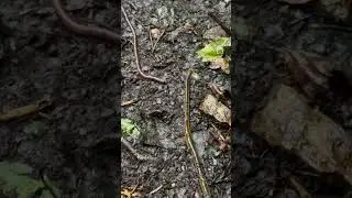 Leech eat worm, from k.tsujipon (instagram) #wildlife #nature