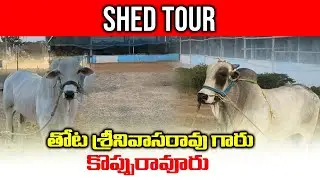 T S R Infra Developers  | తోట శ్రీనివాసరావు గారు | Koppuravuru | Shed Tour | Bulls Of Andhra