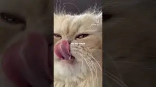 #instagram #cat #funny #youtubeshorts #cute #youtube #pets #kitten #youtuber #cutecat #bestyoutuber