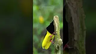 &ldquo;Wire-wipe Display&rdquo; | Bird Dance |Unfolded Nature #Nature #dance