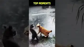Top Moments: Cat WWE Debut 😹💥