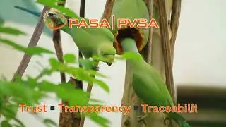 Rose-ringed Parakeet Alien Invasive Species