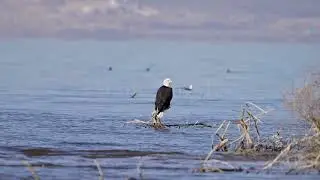 Stock Video - Bald Eagle perched on a branch in Utah Lake