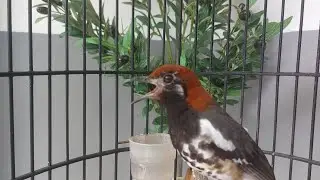 Anis Kembang Gacor, Anis Kembang Ngeplong Buat Pancingan dan Masteran Vol 51
