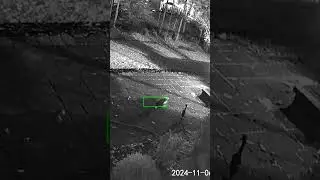 Skunk gets the sprinkler  #skunk #yarddefense #safepestcontrol #residentialpestcontrol