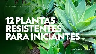 12 PLANTAS RESISTENTES para INICIANTES