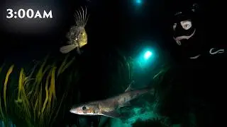 Searching for UK SHARKS at NIGHT!