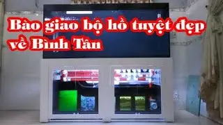 Bàn giao bộ hồ ống đỏ về nhà khách Quận Bình Tân I Hồ Cá Đoàn Chương