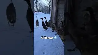 О погоде за 11 секунд (The weather in 11 seconds)