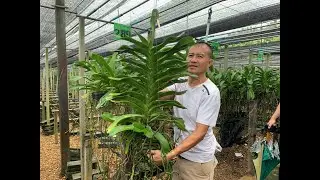 Xả trâu thái..0981550768