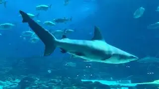 Ocean Voyager