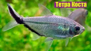 Тетра Коста - Moenkhausia costae