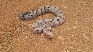 ACHAMOS UMA COBRA