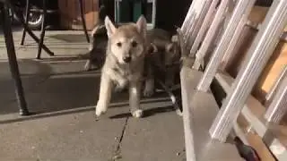 Saarloos Wolfdog puppies playing