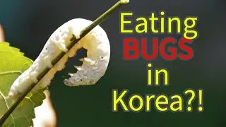 Eating bugs in Korea?!🤮 - Silkworm pupae | Korean food EP.02 Beondegi #koreanfood #food #korea