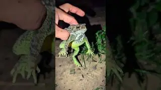 Rain Frog and Toad catching Funny | Touch Funny Frog | Frog Funny | Frogs Funny | Toad Funny