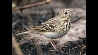 Chamariz, Se&ntilde;uelo, Petinha das Arvores, Anthus Triviali, Bisbita Arb&oacute;reo