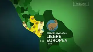 La liebre europea amenaza la biodiversidad de la sierra y la costa de Per&uacute;