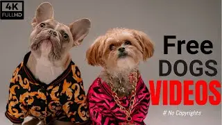 [4K] FREE DOG STOCK FOOTAGE| Pet | Free HD Videos - no copyright