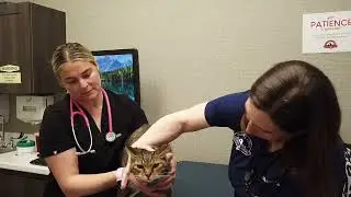 Uncovering the Threat: Nasal Cancer in Cats and Dogs