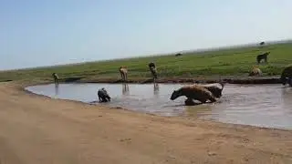 Screaming hyenas, Tanzania