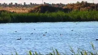 Lac d'El Golea (El Menia) بحيرة المنيعة