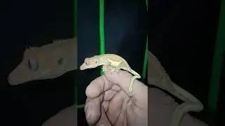Crested Gecko Shorts #GeckosRule #GeckosRule #PhantomLilly #LillyWhite #Lizards #GeckoCompialation
