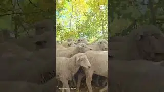 Scenic drive through Utah mountains blocked by &lsquo;endless sea&rsquo; of sheep