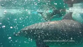 Dolphin Swim Trip Egypt / Delfin &uacute;sz&aacute;s Egyiptomban