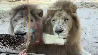 Spain I Weekend at the zoo I R&iacute;o Safari Zoo Elche I 2024 I Vlog I Spanish lifestyle I Family time