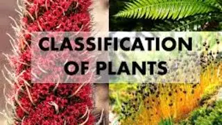 Class 1 Science | Lesson 2 - CLASSIFICATION OF PLANTS  (exercise)